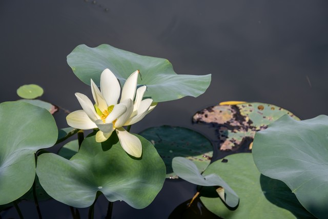 马昕直播