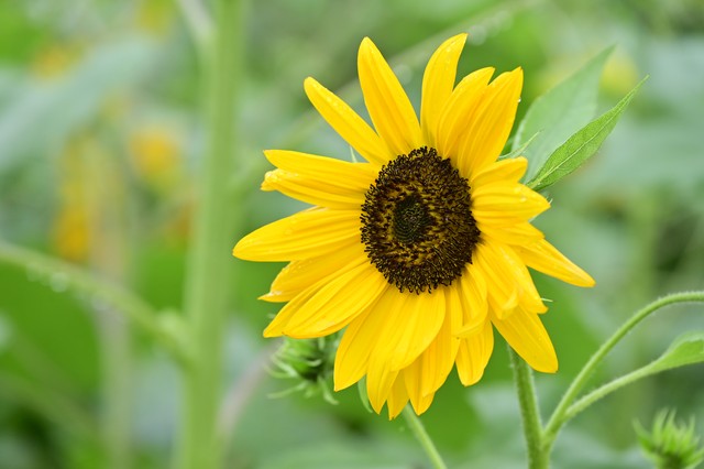 寒柏直播截图预览2