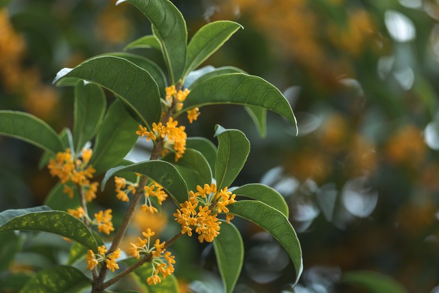 奥尼尔：休赛期我不训练&除了邓肯我谁也不担心 拿28+10没问题-