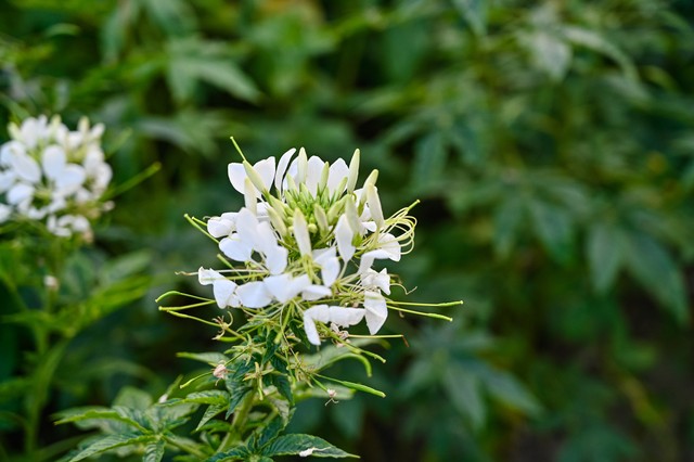 霍里：勇士是老去的王朝 他们需要一个能防守的大个子-