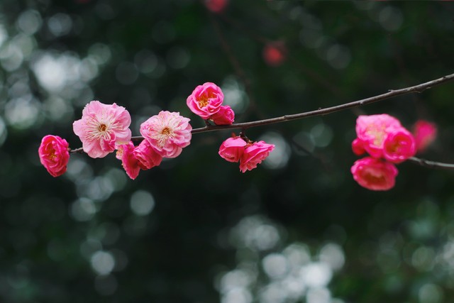 雪妮直播截图预览2