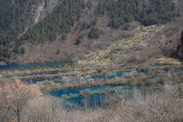 梦鹿直播