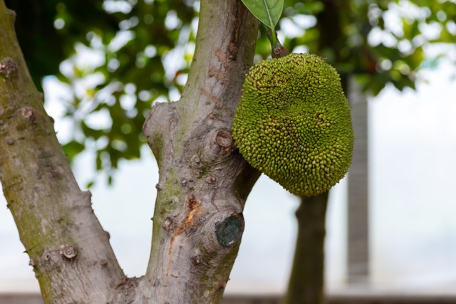 蜜唇直播截图预览1