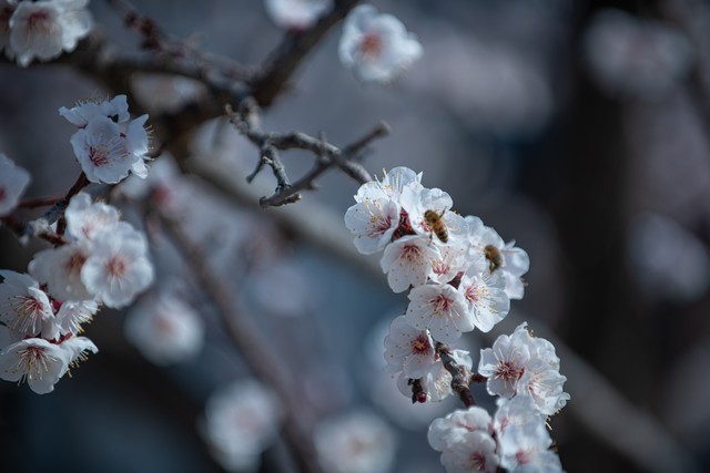 凤蝶直墦截图预览1