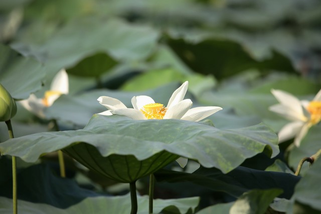 巡茶直播