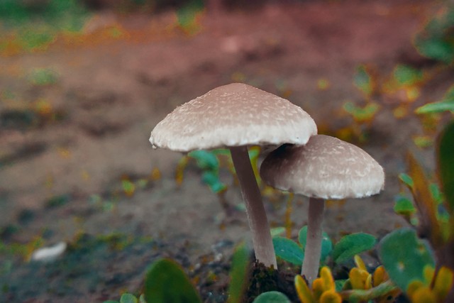 墨玉直播截图预览0