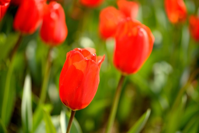 量子流媒体模块