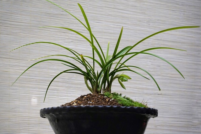 秋花直播