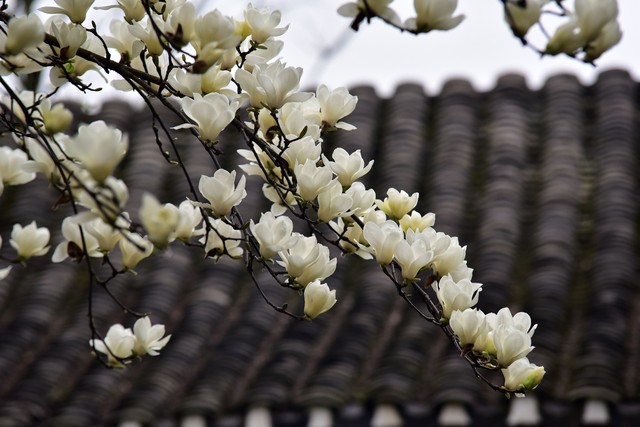 直播绅士截图4
