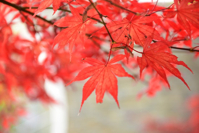 G4发生冲突被驱逐！波蒂斯：已准备好在步行者主场被球迷喷了-