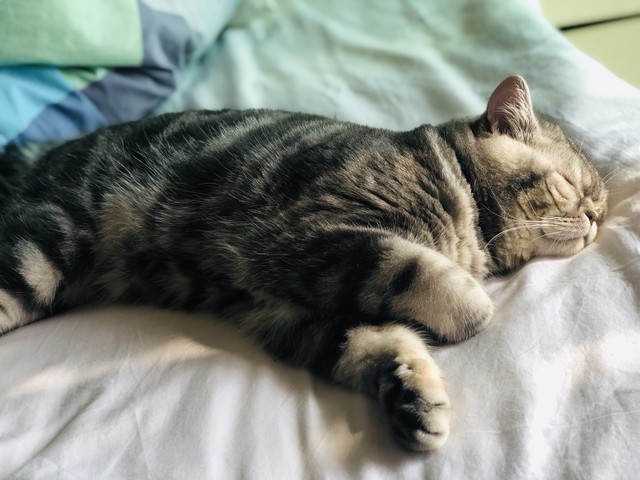 手钳直播