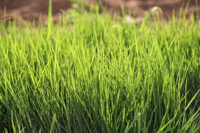 人鱼直播截图预览4