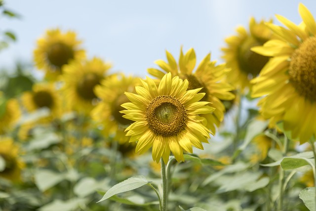 魅影平台怎么直播