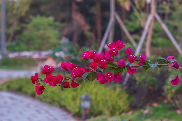 芒遇直播