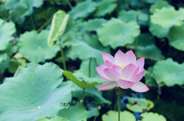 龙魅直播截图4