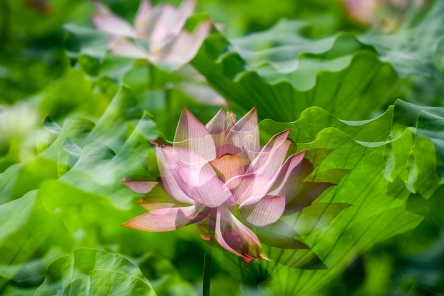 密豆直播截图预览2