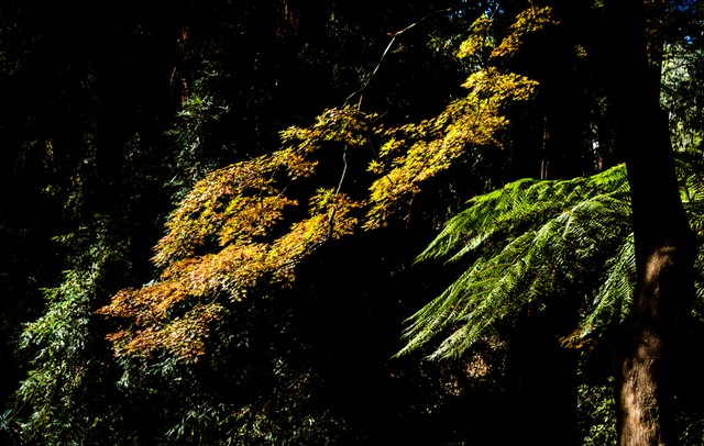 戴琳直播截图预览4